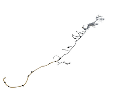 CHICOTE CARROCERIA COMPLETO GWM HAVAL H6 2024 1.5
