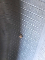 PNEU BRIDGESTONE DUELER 235/55R17 DESGASTADO