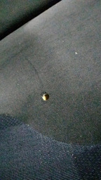 BANCO TRASEIRO DIREITO XSARA PICASSO 2005 COM DETALHE