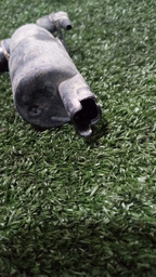 MOTOR DE ESGUICHO DE PARA-BRISA BERLINGO