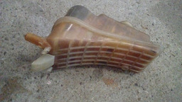 RESERVATORIO DE EXPANSÃO ÁGUA S/ TAMPA XSARA PICASSO