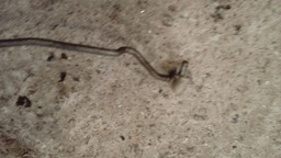 PINO ABERTURA PORTA COM VARAO PEUGEOT 306 SW 1999