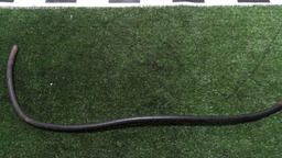 Mangueira Do Cânister C4 Picasso 2012 2.0