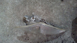 PISCA FAROL DIREITO RENAULT SCENIC