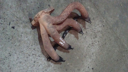 Coletor Escapamento Renault Scenic 2.0 8v