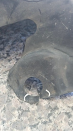 PARA BARRO DIANTEIRO ESQUERDO PARTE DE TRÁS FLUENCE