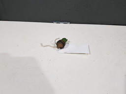 SENSOR TEMPERATURA VALVULA TERMOSTATICA CITROEN C4 2010