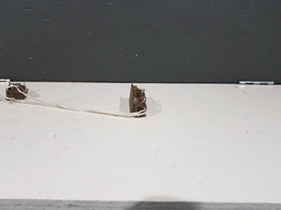 LUZ CORTESIA CITROEN C8 2004