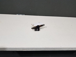 Sensor De Rotaçao Da Caixa Sandero 1.6 8v