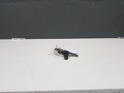 SENSOR DE ROTAÇÃO RENAULT SANDERO