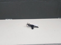 SENSOR DE ROTAÇÃO RENAULT SANDERO