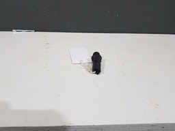 BOTÃO INTERRUPTOR PORTA MALA SANDERO