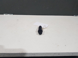 BOTÃO INTERRUPTOR PORTA MALA SANDERO