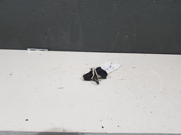 Sensor Rotação Renault Sandero