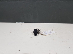 SENSOR ROTAÇÃO RENAULT SANDERO