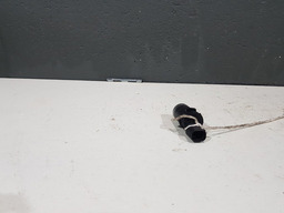 SENSOR ESTACIONAMENTO CITROEN C8