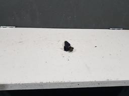 BICO INJETOR CITROEN C8 XSARA PICASSO 2.0 16V REVISADO