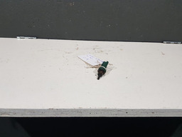 SENSOR TEMPERATURA AGUA CITROEN C8 2004