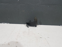 Suporte Filtro Oleo Citroen C8 2004