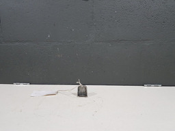 Acabamento Moldura Maçaneta Externa Dianteira Direita  307