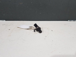 SENSOR ROTAÇÃO XSARA PICASSO 1.6 16V