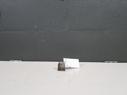 Acabamento Maçaneta Externa Dianteira Esquerda Peugeot 307