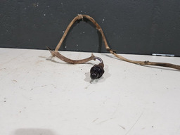 Sonda Lambda Peugeot 307-207-206