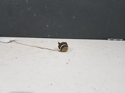 CEBOLINHA RADIADOR RENAULT KANGOO 1.0 8V 2001