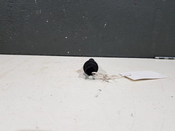 SENSOR VELOCIDADE RENAULT KANGOO 1.0 8V 2001