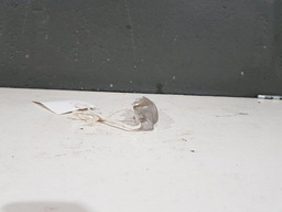 LUZ FORRO PORTA DIANTEIRO DIREITO RENAULT FLUENCE 2014