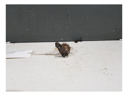 CILINDRO FECHADURA PORTA DIANTEIRA ESQUERDA CLIO 2007