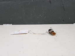 SENSOR PRESSÃO OLEO MOTOR RENAULT MEGANE GRAND TOUR 2009