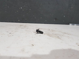 Parafuso Carter Motor Renault Clio 1.0 16v 2002