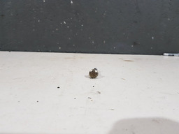 PARAFUSO MANCAL COMANDO PEUGEOT 206 1.6 16V 2006