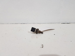 Sensor Temperatura Agua Motor Renault Megane 2005 2.0 16v