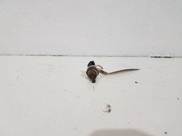 SENSOR TEMPERATURA AGUA MOTOR RENAULT MEGANE 2005 2.0 16V