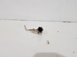 SENSOR TEMPERATURA AGUA MOTOR RENAULT MEGANE 2005 2.0 16V