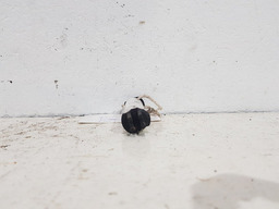 MOLA EMBREAGEM CITROEN C4 VTR