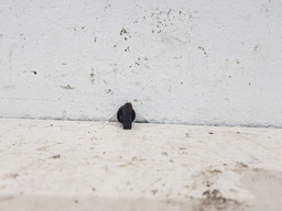 BRUCUTU CAPO DIANTEIRO PEUGEOT 206 2001