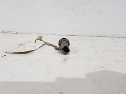 SENSOR PRESSÃO OLEO MOTOR PEUGEOT 307 2.0 16V AUTOMATICO