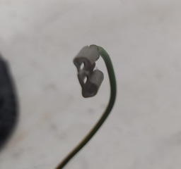 COMANDO RADIO VOLANTE CITROEN XSARA PICASSO 2004