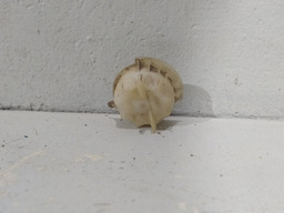 SOQUETE LAMPADA PISACA PEUGEOT 406 2001