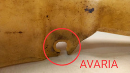 RESERVATÓRIO AGUA PARABRISA CITROËN ZX 1991 A 1997