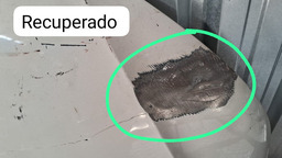 CAPO VW GOL G6/G7 2013 A 2018 COM DETALHE