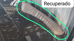 CAPO TOYOTA YARIS 2018 A 2022 COM DETALHE